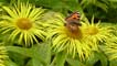 Butterfly on summer flowers
