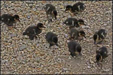 10ducks_100things.jpg
