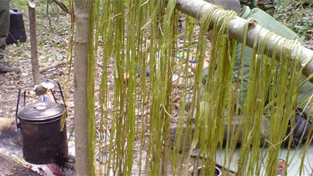 nettles.jpg