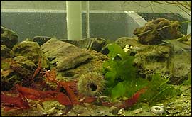 Aquarium