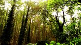 The woods The woods