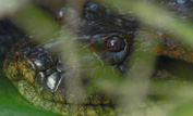 Anaconda