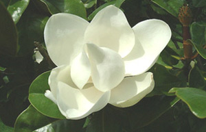 Magnolia