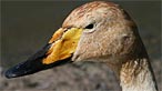 Bewick swan. Photo: John Davies