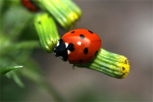 ladybird