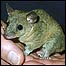 O marsupial conhecido como cuíca no Brasil