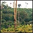 Amazônia