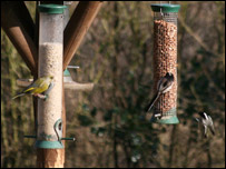 Bird feeder
