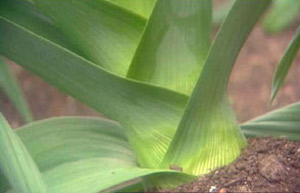 leek