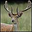 Woodlands (Image: Deer)