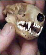 Skunk skull