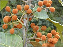 Virola sebifera (Foto: Marinez Ferreira de Siqueira)