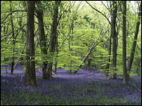 Foxholes