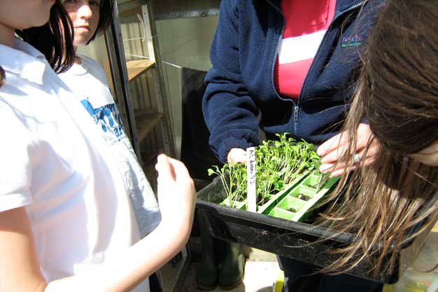 Seedlings