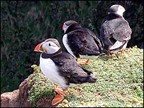 Puffin
