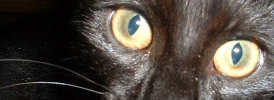 Black cat