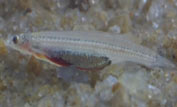 This bloodsucking fish was found by the expedition team