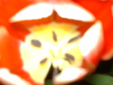 Flower close up