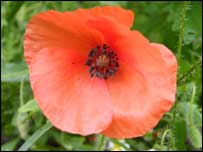 Poppy