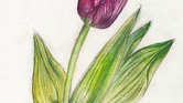Still Life of...