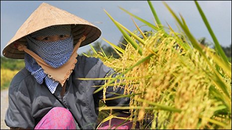 Farming In Vietnam's Mekong Delta. Photo: Emma Lynch/BBC News website