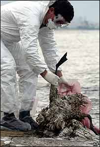 Cientista recolhe cisne morto na Grécia