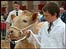 Boy holding a cow