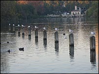 seagulls.jpg