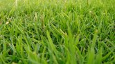 Grass Grass