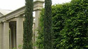 Cupressus sempervirens