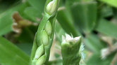 Weeds in the...