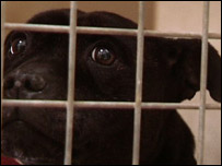 Staffordshire terrier