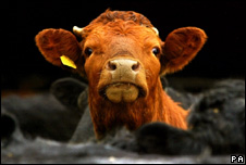a cow