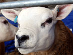 Callacrag Beltex