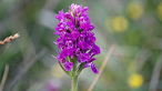 A wild orchid