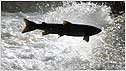 Salmon c/o PA Images