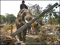 Elefante