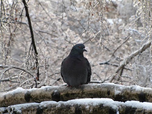 Winter