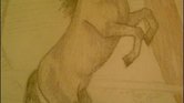 Playful Horse... Playful Horse...