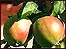 English Apple tree