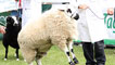 Day 4 - Wrestling a ram