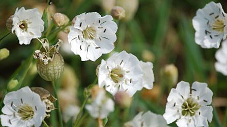 flowers4.jpg