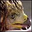 Parks 9Image: Kite chick)
