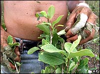 plantação de cocaína na Colômbia