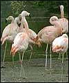 Pink Flamingos