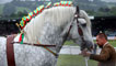 Day 4 - Shire horse