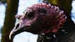 turkey (bird)
