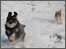 Dogs in the snow at Castle Menzies Gardens, Weem. Photo courtesy of Ann Ruddy.