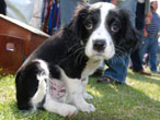 Ollie the collie pup