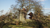 The broken trees...